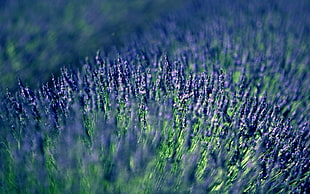 tilt shift photo of lavenders
