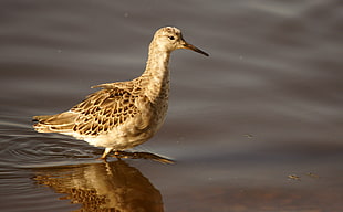 wildlife photograph of brown long-beak bird on body of water