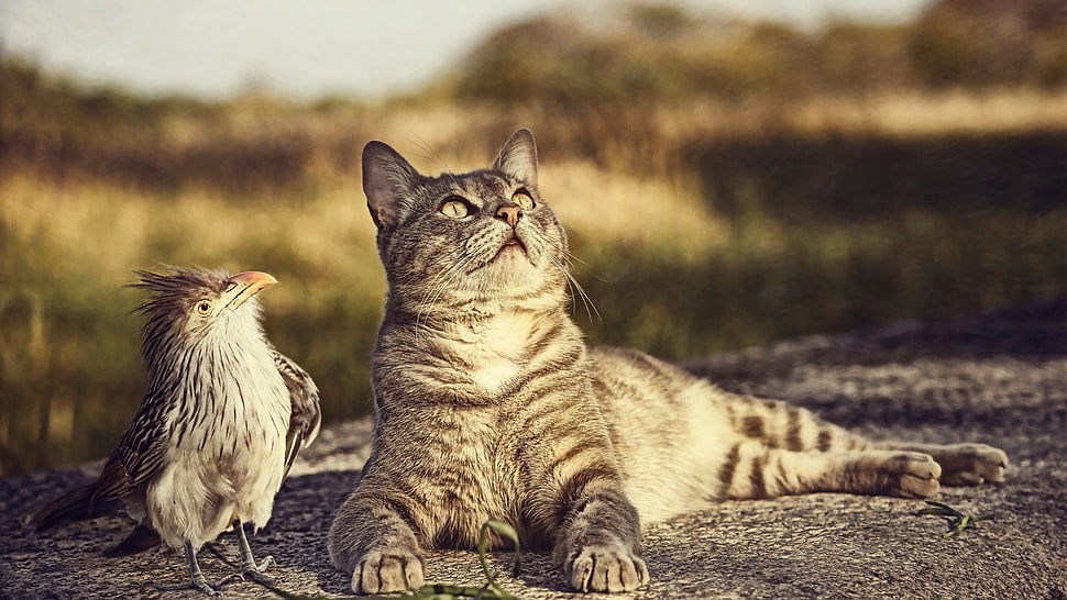 silver tabby cat, cat, birds, animals HD wallpaper