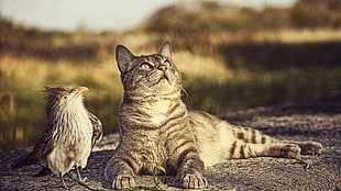 silver tabby cat, cat, birds, animals
