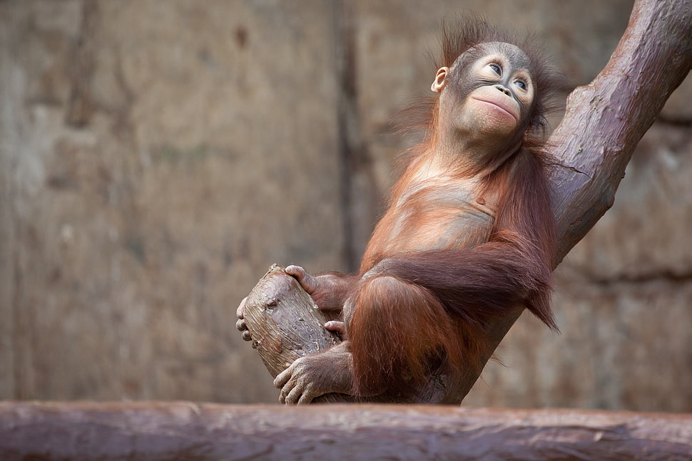 brown chimpanzee on black tree branch HD wallpaper
