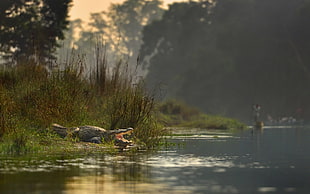 brown crocodile, nature, forest, lake, landscape HD wallpaper