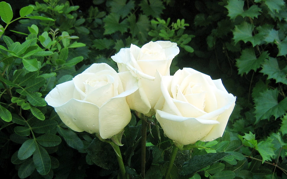 white roses HD wallpaper