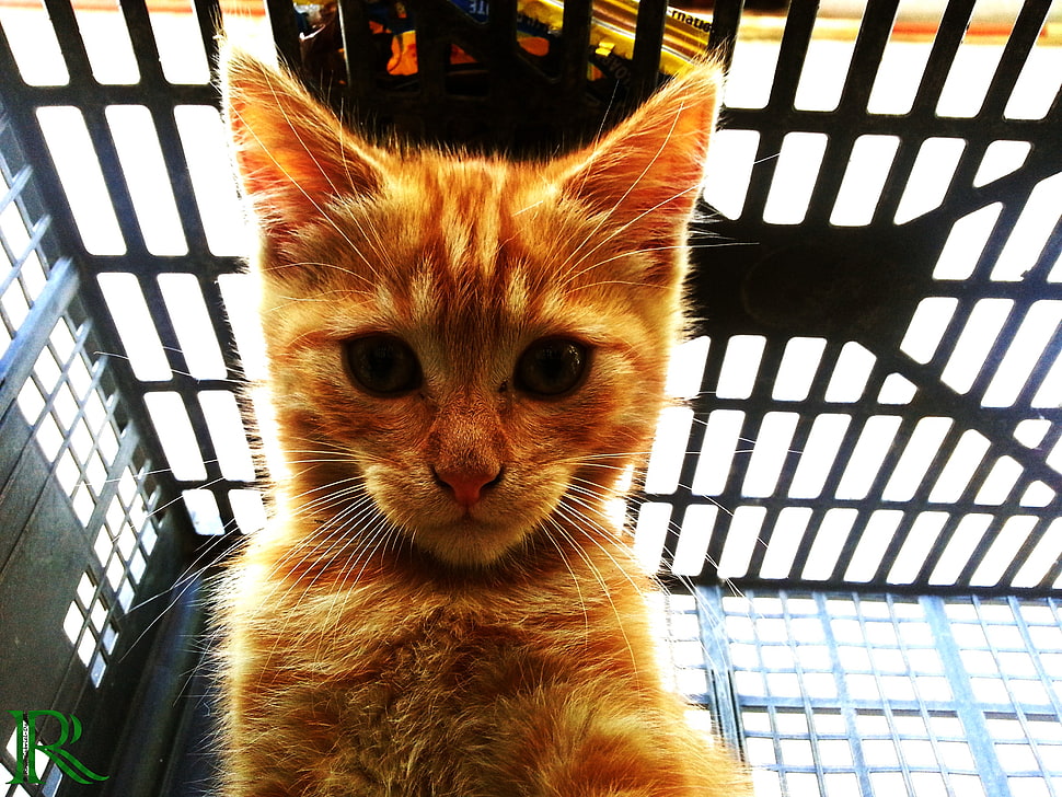 orange tabby kitten, cat, animals, selfies HD wallpaper