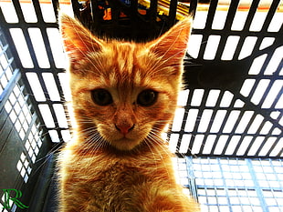 orange tabby kitten, cat, animals, selfies
