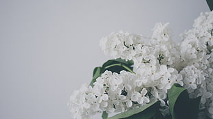 white hydrangea flower, leaves, white flowers