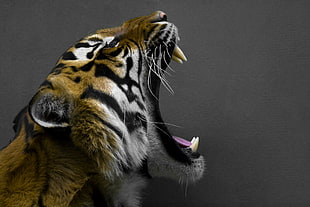 photo of Bengal tiger roaring HD wallpaper