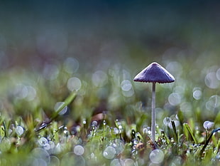 soft focus photography of purple umbrella mushroom