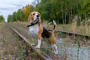 adult tricolored beagle, railway, animals, dog