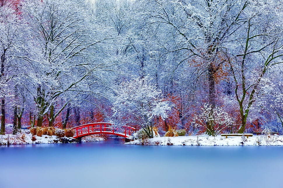 bridge under trees illustration, nature, road HD wallpaper