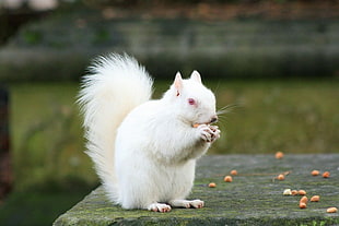 white squirrel holding nut