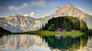 pine tree and mountain, landscape
