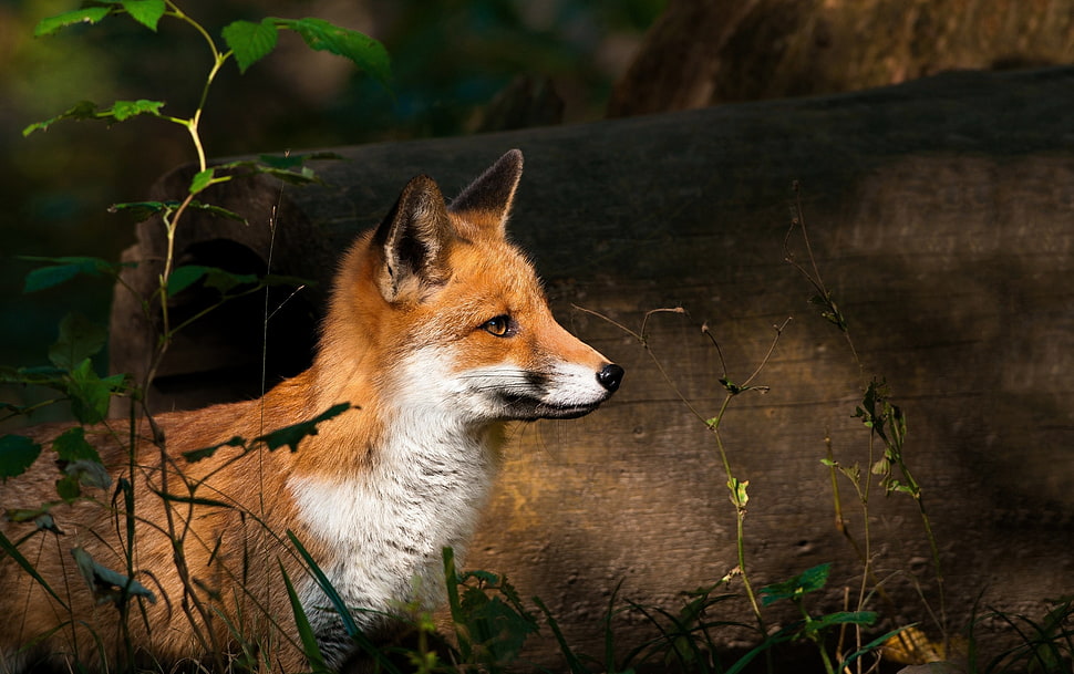 Red panda near tree junk HD wallpaper