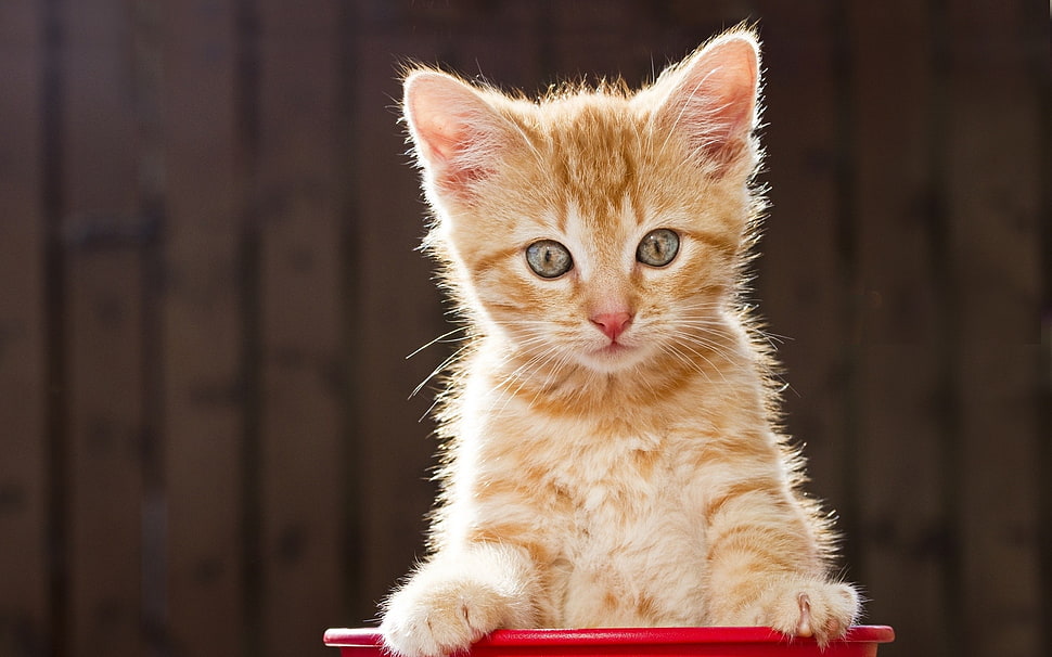 closeup photo of orange tabby kitten HD wallpaper