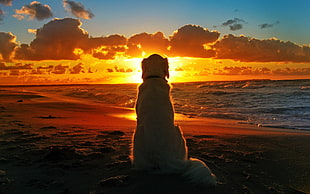 silhouette of dog standing near seashore