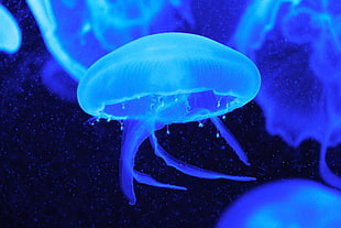 blue jellyfish underwater photography