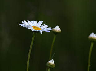 white and yellow flower portrait, daisy