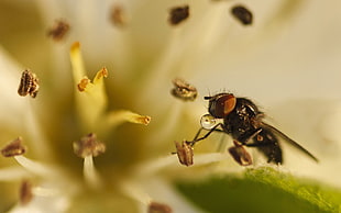 close-up photography of black fly on white petaled flower