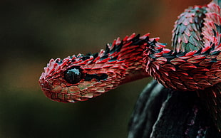 red and black snake in close-up photography