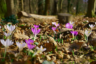 pink and white crocus flowers, spring, flowers, forest