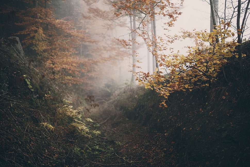 white and brown tree painting, forest HD wallpaper