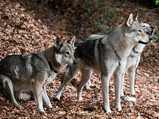 three gray wolves, dogs, czechoslovakian