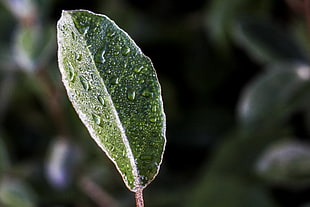 tilt shift photography of leaf