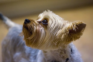 closeup photography of tan and silver Silky Terrier