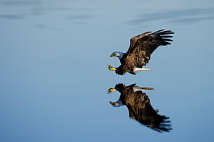 bald eagle, nature, animals, water