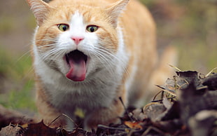 close up photo of orange cat
