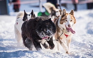 dogs pulling sled, animals, dog, snow