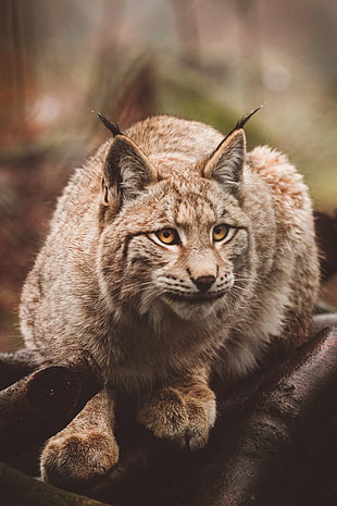 beige lynx, Lynx, Predator, Sits