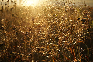 photograph of brown plants during sunset