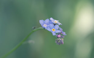 purple Forget Me Not flowers in bloom at daytime