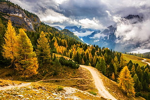 green and brown trees, fall, mountains, clouds, forest