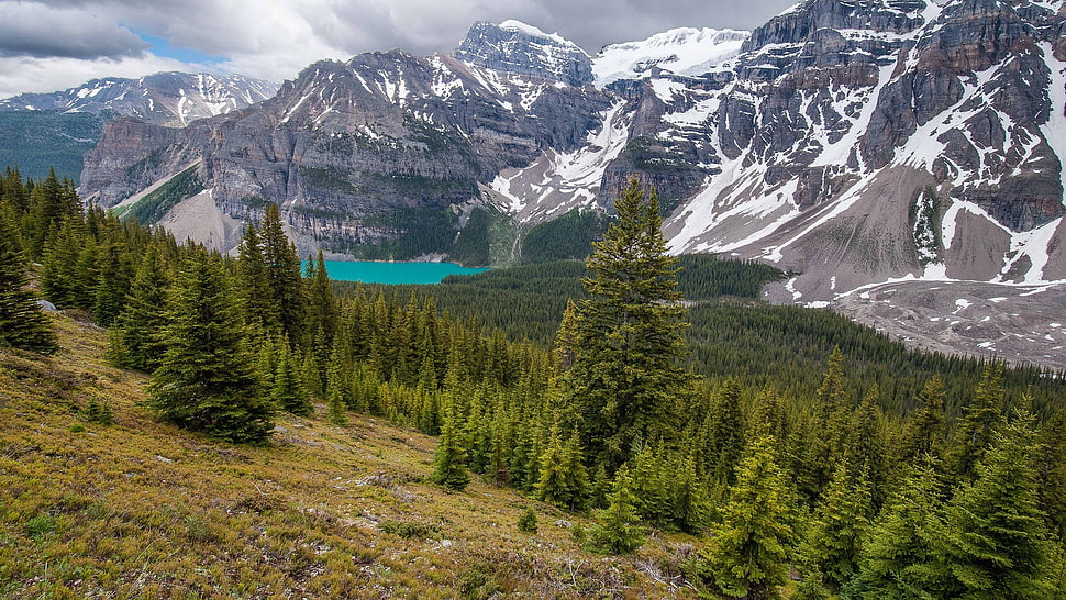 green leafed trees, green, mountains HD wallpaper