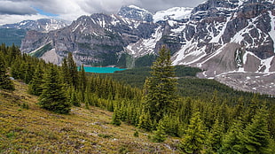 green leafed trees, green, mountains