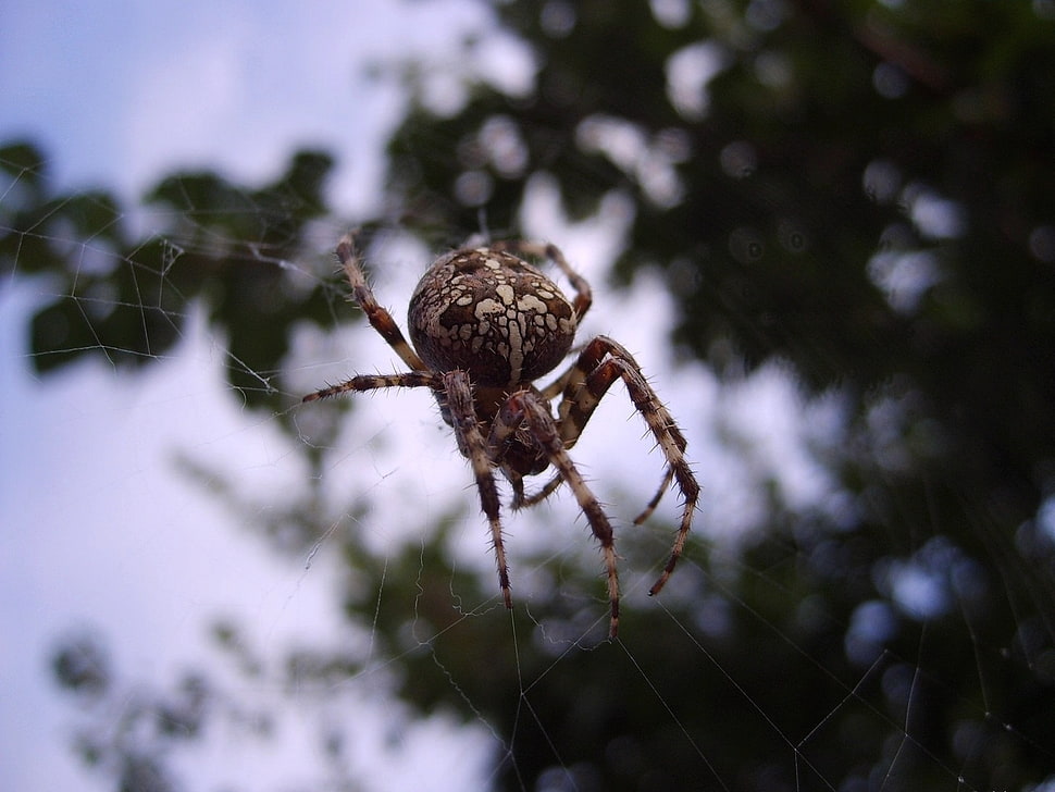 brown and white Barn spider in closeup photo HD wallpaper