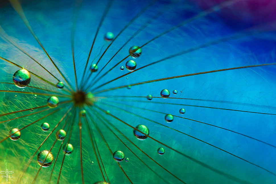 green water drops photography HD wallpaper