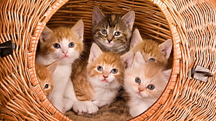 six assorted kittens HD wallpaper