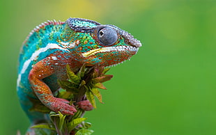 blue and orange chameleon, animals, reptiles, chameleons
