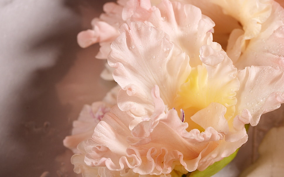 white Iris flower in bloom macro photo HD wallpaper
