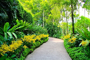 green garden during daytime HD wallpaper