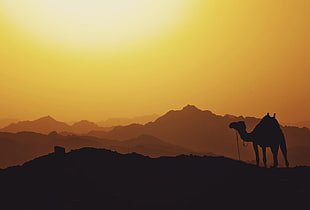 silhouette photography of camel during day time