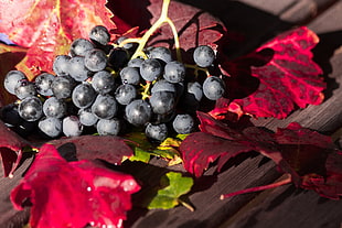 blackberries on red leaf HD wallpaper
