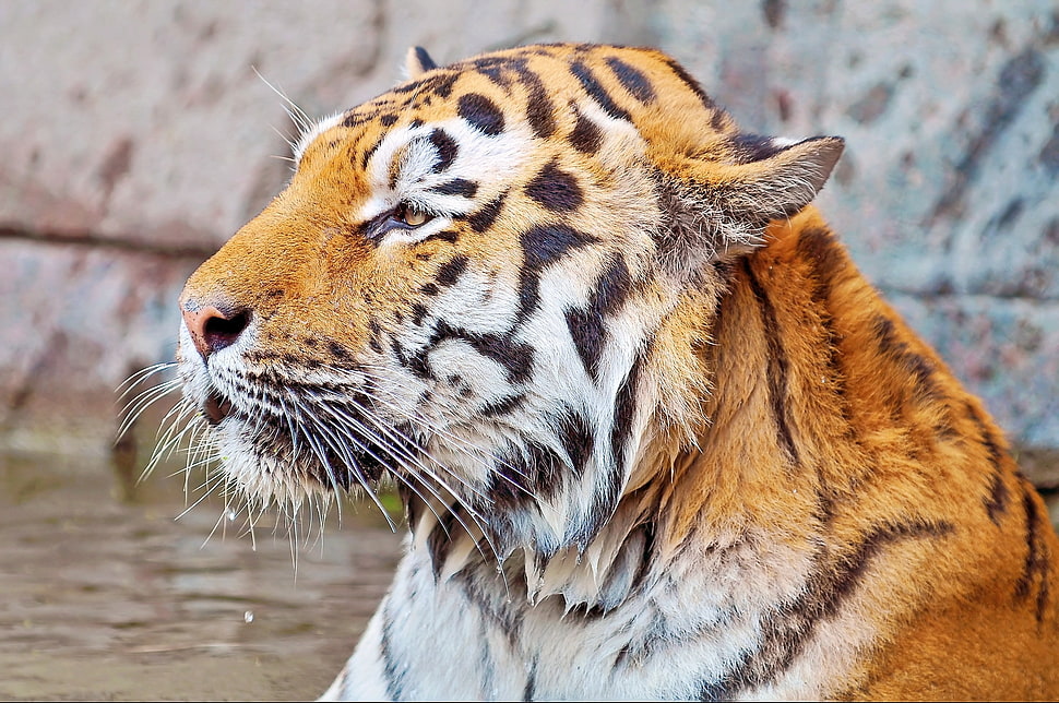 orange and black tiger near gray concrete wall HD wallpaper