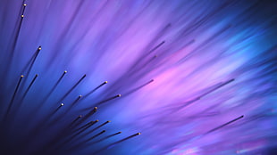 purple and pink flower pestle digital wallpaper
