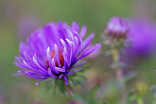 shallow focus photography of purple flowers, asters HD wallpaper