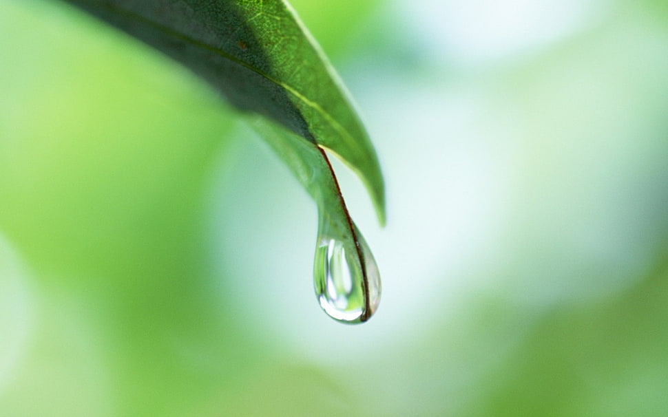 water droplet on green leaf HD wallpaper