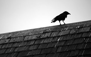 black crow on roof grayscale photo HD wallpaper